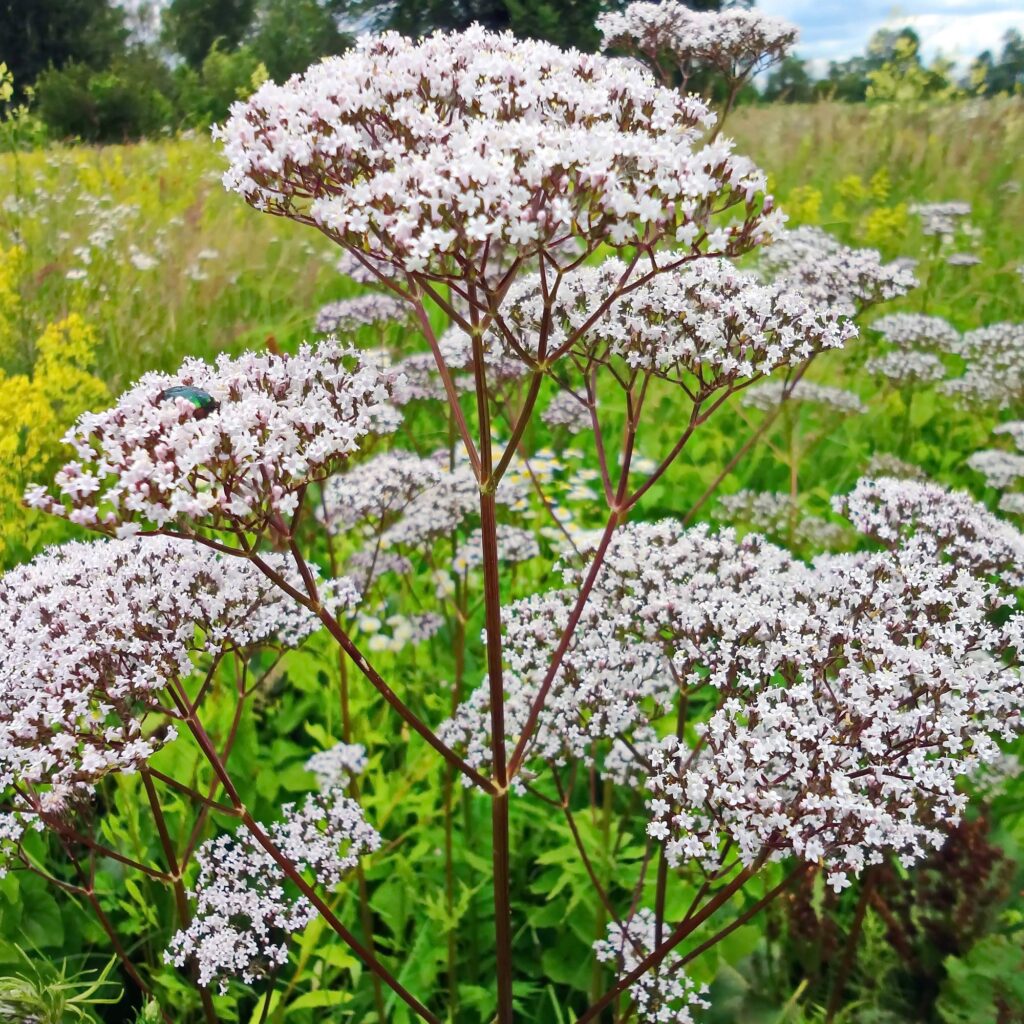 Valerian root